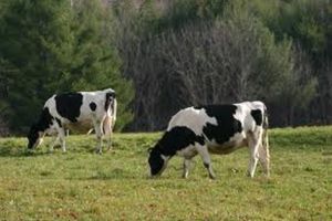 Gina Rinehart's Hope Dairies plans on ice